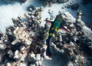 Yellowbar Parrotfish
