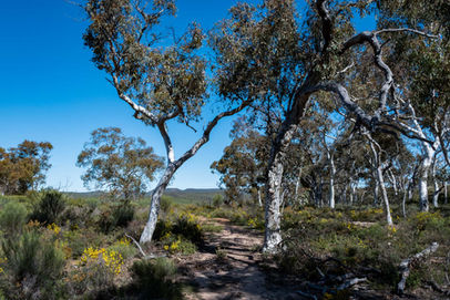 Yonga Trail