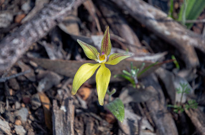 Cowslip Orchid