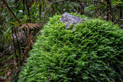 Rainforest Circuit Walk in Mossman Gorge