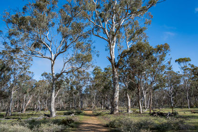 Wandoo Woodland on the Woylie Walk