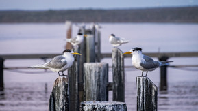 Great Crested Tern