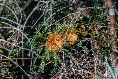 Banksia fraseri