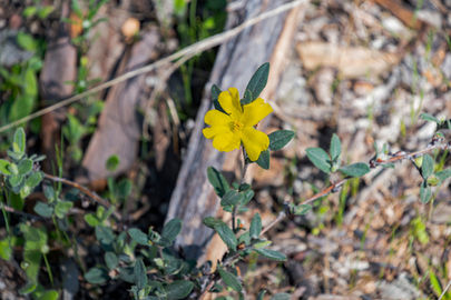 Hibbertia commutata