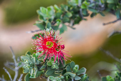 Granite Kunzea