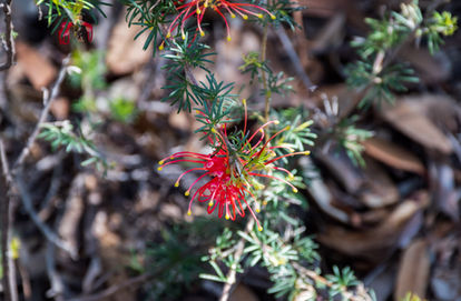 Grevillea preissii