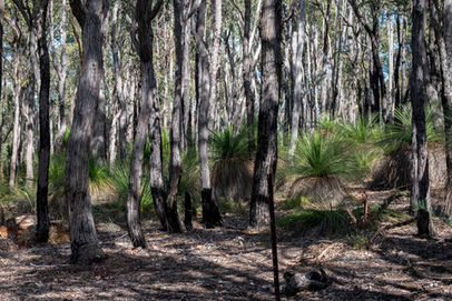 Jarrah Forest in Beelu National Park