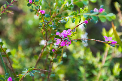 Aniseed Boronia