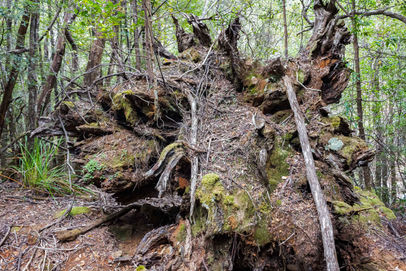 Large Fallen Tree