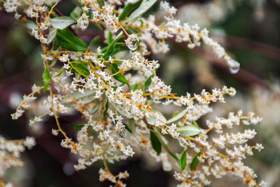 Trymalium ledifolium