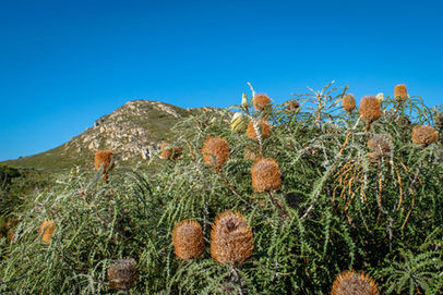 Banksias at the base of East Mount Barren