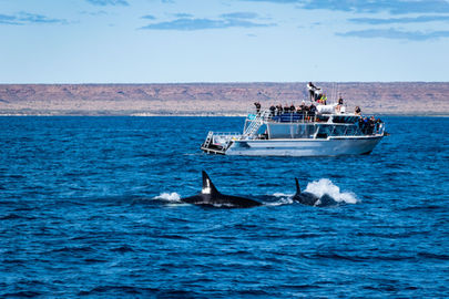 Orcas near Exmouth