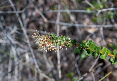 Grevillea amplexans
