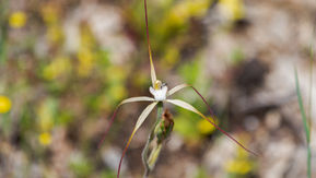 Yellow Spider Orchid