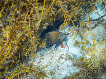 Western Scalyfin