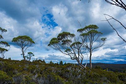 Eucalyptus on the Overland Track
