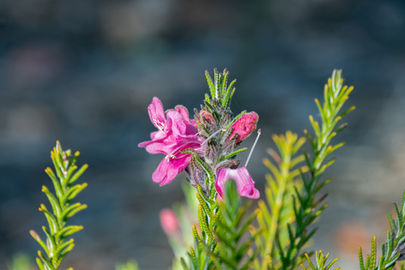 Chloanthes coccinea