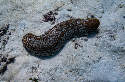 Leopard Sea Cucumber