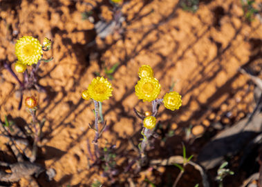Pale Immortelle