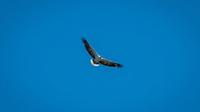 White-bellied Sea-Eagle