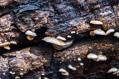 Fungi on the Harewood Forest Walk