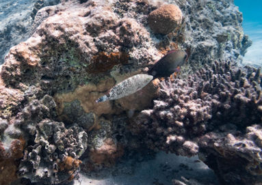 Floral Maori Wrasse