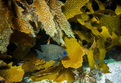 Western Scalyfin