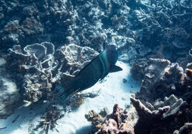 Redblotched Wrasse