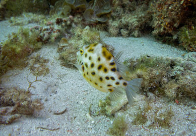 Western Smooth Boxfish