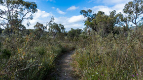 Torbay Nature Trail