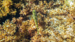Brownspotted Wrasse