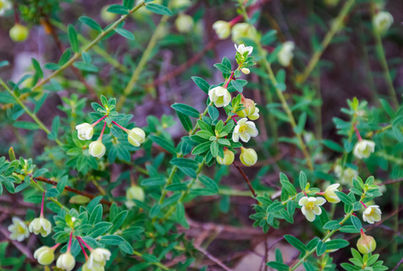 False Boronia