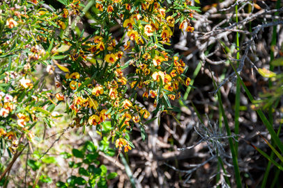 Yellow Bossiaea