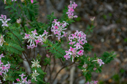 Pimelea hispida