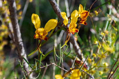 Winter Donkey Orchid