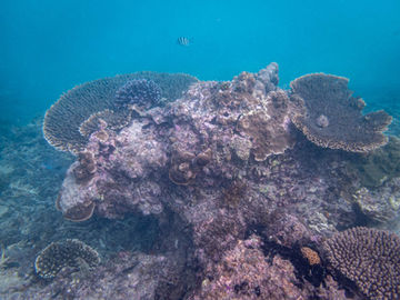 Coral Reef off East Wallabi Island