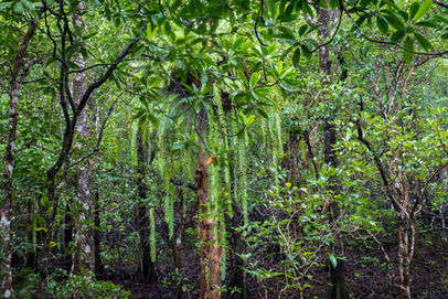 Basket Fern on the Madja Boardwalk