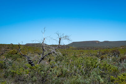 Yonga Trail