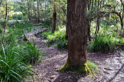 Harewood Forest Walk