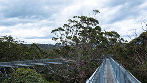Highest point on the Tree Top Walk