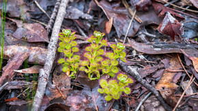 Leafy Sundew