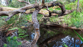Unnidup Creek on the Torbay Nature Trail