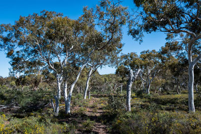Wandoo Woodland in Lesueur National Park