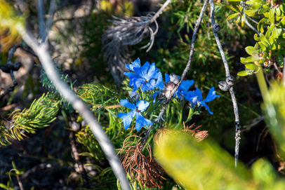 Blue Lechenaultia