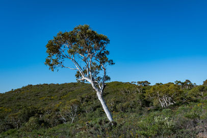 Yonga Trail
