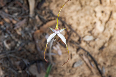 Genus Caladenia