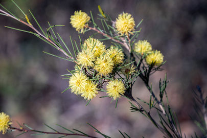 Melaleuca pungens