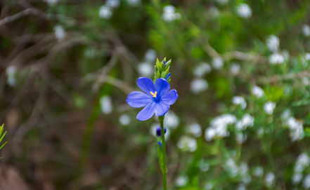 Genus Orthrosanthus