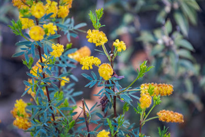 Drummond's Wattle