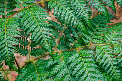 Bracken Fern on the Alum Cliffs Track